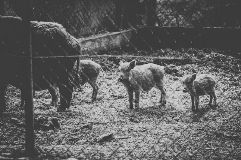 babyzwijnen op een boerderij